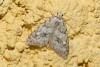 Nola cicatricalis